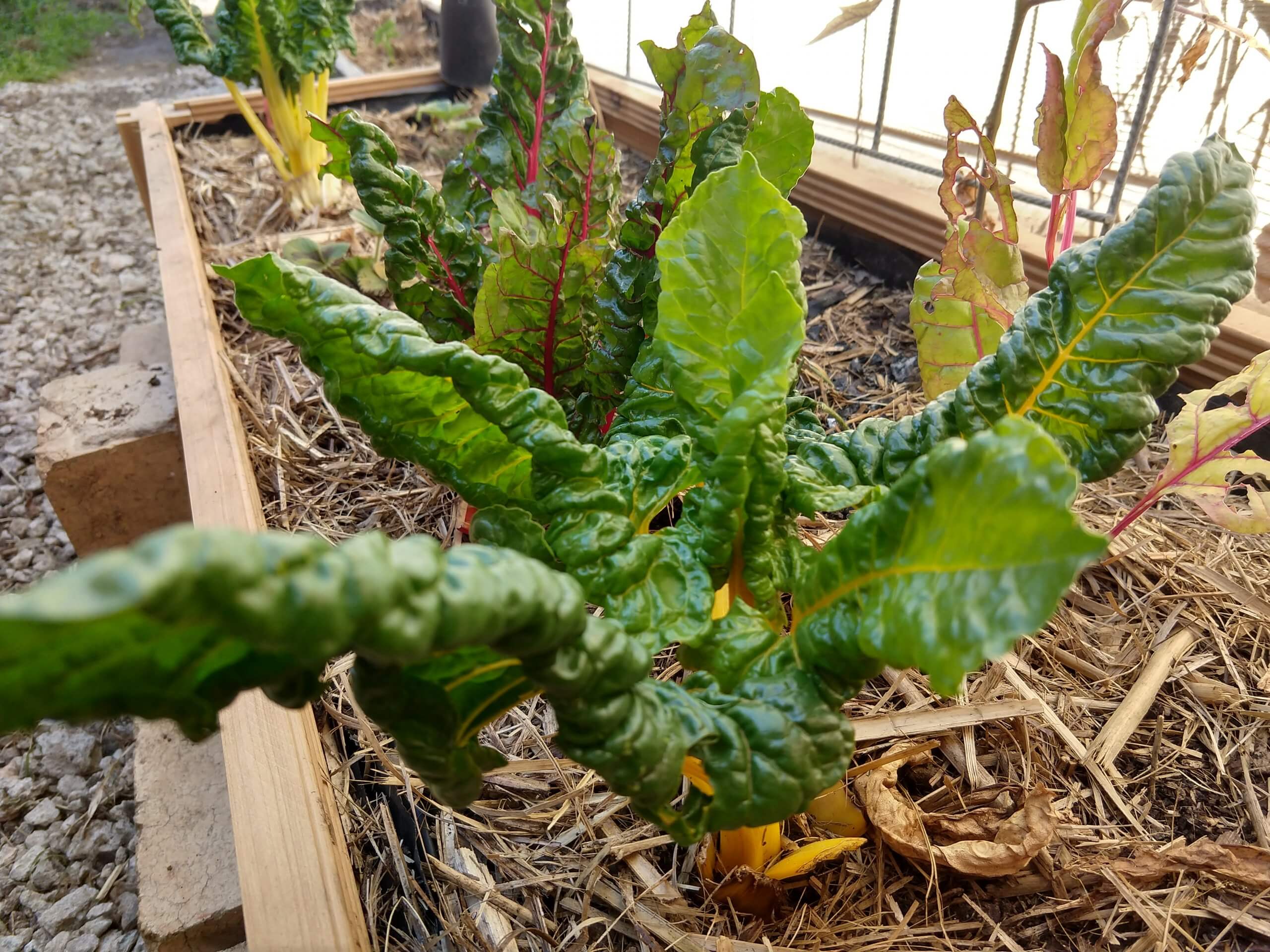 A small silverbeet plant growing in a garden bed surrounded by sugarcane mulch